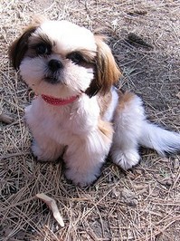 Mayrend-Shih tzu.jpg